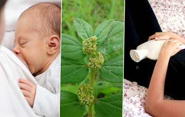 Breast Milk: தாய்ப்பால் அருவியாய் சுரக்க, வெள்ளைப்படுதல், மாதவிடாய் பிரச்சனை சரியாக அம்மான் பச்சரிசி கீரை.. பெண்களே இன்றே தெரிஞ்சிக்கோங்க.!