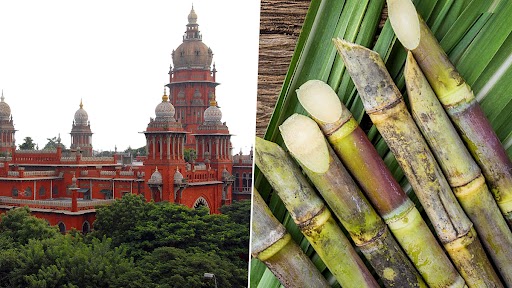 Pongal Sugarcane: 