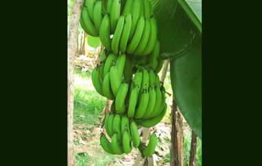 Green Banana: அட்டகாசமான நன்மைகளை கொண்ட பச்சை வாழைப்பழம்.. மறக்காம கேட்டு வாங்கி சாப்பிடுங்க...!