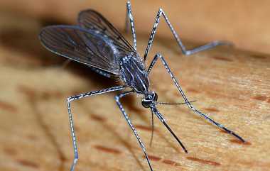 Avoid Mosquitos: கொசுக்களின் தொல்லை உங்களின் வீட்டில் அதிகரித்துவிட்டதா?.. அசத்தல் டிப்ஸ் இதோ.!