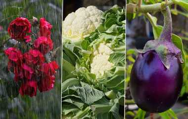 Rainy Season Foods: மழைக்காலத்தில் இந்த காய்கறிகளை சமைத்து சாப்பிடுறீங்களா?.. அச்சச்சோ ரொம்ப ஆபத்து.. உங்களுக்குத்தான் எச்சரிக்கை.!