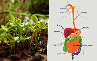 Raw Sprouted Crops: அச்சச்சோ.. முளைகட்டிய பயிரை பச்சையாக சாப்பிட்டால் பேராபத்து.. எச்சரிக்கையாக இருங்கள்.!