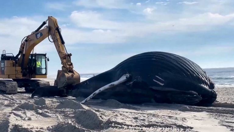 Humpback Whale Died: கடற்கரையில் இறந்து கரை ஒதுங்கிய 35 அடி நீளமுள்ள ஆண் திமிங்கலம்.. காரணம் குறித்து ஆய்வாளர்கள் விசாரணை.!