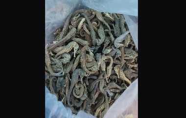 Sea Horse Seized: உலர்ந்த நிலையில் 5 கிலோ கடல் குதிரைகள் வனப்பகுதி வழியாக கடத்தல்.. தட்டிதூக்கிய அதிகாரிகள்.!