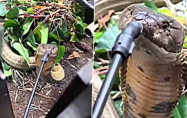 King Cobra Drinks Water: ஐயோ.. பாம்புக்கு தண்ணீர் கொடுத்த இளைஞர்.. மனிதத்தை பிஜிஎம் போட்ட இன்ஸ்டா பதிவு.. வினையை விலைகொடுத்து வாங்காதீங்க..!