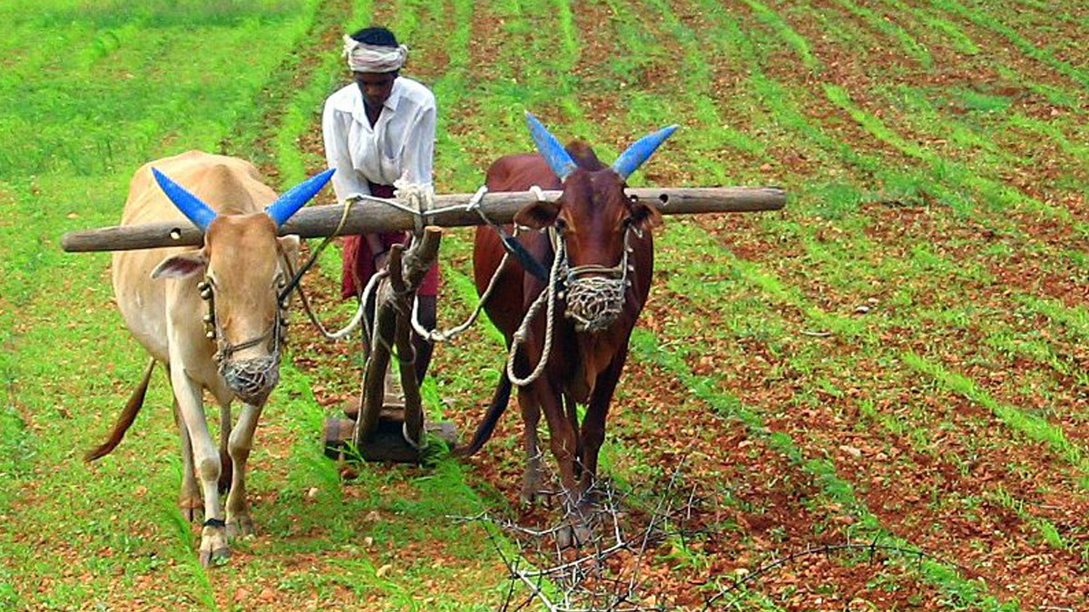 Fish Amino Acid Fertilizer: செடிகளின் வளர்ச்சியை ஊக்குவிக்கும் மீன் அமிலம் தயாரிக்கும் முறை.. முழுவிபரம் உள்ளே.!