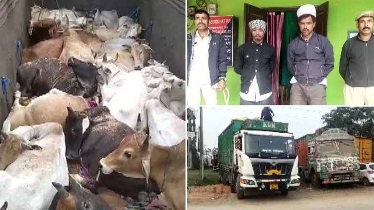 Cattle Recovered: பசுக்களை அசாம் மாநிலத்திற்குள் கடத்திய 2 பேர் கைது.. 24 கால்நடைகளை பறிமுதல் செய்த அதிகாரிகள்.!