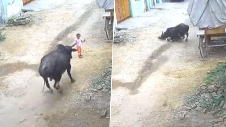 Bull Attacks Child: வீட்டு வாசலில் அமைதியாக நின்ற சிறுவனை தாக்கிய காளைமாடு.. வெளியான பதைபதைப்பு வீடியோ.. பெற்றோர்களே கவனம்.!