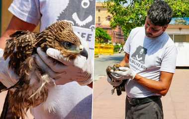 Black Kites Stuck in PM Modi's Office: வெப்பத்தின் தாக்கத்தால் பிரதமர் அலுவலகத்தில் சுருண்டு விழுந்த பருந்துகள்; உயிர்கொடுத்த அதிகாரிகள்.!