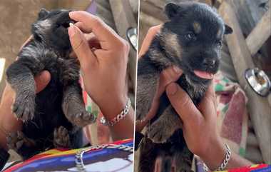 Crazy Dog Tablet: "எனக்கு மாத்திரை வேண்டாம்" - உரிமையாளரிடம் நொடியில் சுட்டித்தனம் செய்த செல்ல நாய்; சிரிப்பூட்டும் வீடியோ வைரல்.!