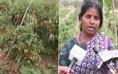 Tomato Stolen: அடப்பாவிங்களா.. ரூ.2.5 இலட்சம் மதிப்புள்ள தக்காளிகள் விவசாய நிலத்தில் இரவோடு இரவாக கொள்ளை.. கதறும் விவசாயி.!