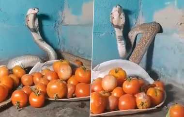 Snake Protect Tomato: தக்காளியை பாதுகாக்க வீடுதேடிவந்த நாகராஜன்; பலத்த பாதுகாப்பால் பதறிப்போன குடும்பத்தினர்.!