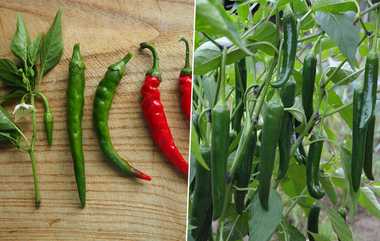 Benefits of Green Chilly: பச்சை மிளகாயில் இருக்கும் அசத்தல் நன்மைகள்; மிகப்பெரிய நோய்க்கும் தீர்வு..!