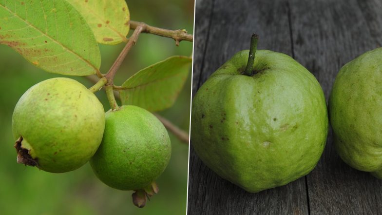 Guava Fruit Benefits: அடடே.. கொய்யாப்பழம் சாப்பிடுவதில் இவ்வுளவு நன்மைகள் இருக்கா?.. மக்களே தெரிஞ்சிக்கோங்க.!