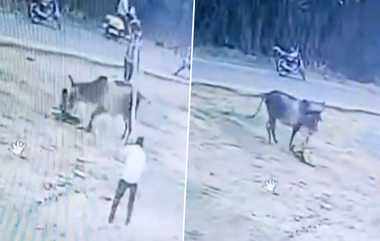 Young Attacked by Cow: இளைஞனை விரட்டி கொம்புகள் முட்டி தூக்கி, துவம்சம் செய்த மாடு; நெஞ்சை பதறவைக்கும் வீடியோ உள்ளே.!