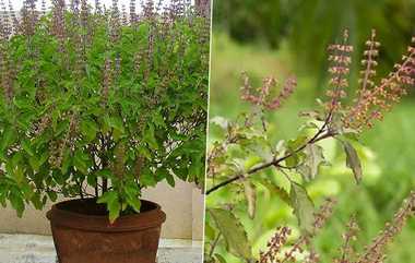 Holy Basil Benefits: மூலிகைகளின் ராணியாக வர்ணிக்கப்படும் துளசி: காரணம் என்ன?.. தலைமுறைக்கே உதவும் அசத்தல் டிப்ஸ் உள்ளே.!