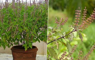 Holy Basil Benefits: மூலிகைகளின் ராணியாக வர்ணிக்கப்படும் துளசி: காரணம் என்ன?.. தலைமுறைக்கே உதவும் அசத்தல் டிப்ஸ் உள்ளே.!