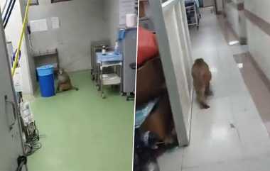 Monkey on Hospital: மருத்துவமனைக்குள் நுழைந்த குரங்கு; தடியை எடுத்து விரட்டும் மருத்துவர்.. டெல்லியில் நடந்த பகீர் சம்பவம்.!