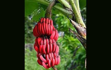 Red Banana Benefits: செவ்வாழைப் பழத்தில் உள்ள நன்மைகள் என்னென்ன..? விவரம் உள்ளே..!