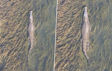 World Largest Crocodile: 1000 கிலோ எடைகொண்ட, 7 மீட்டர் அளவிலான உலகிலேயே மிகப்பெரிய முதலை; அசத்தல் வீடியோ இதோ.!