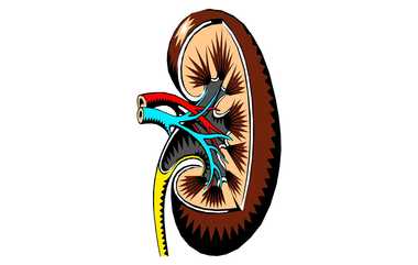 Excessive Minerals Affects Kidney: அளவுக்கு மிஞ்சினால் அமிர்தமும் நஞ்சு.! அறிந்து உண்போம்.! சிறுநீரகம் காப்போம்.!