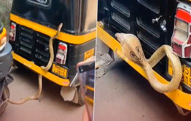 Cobra Spotted Auto Rickshaw: ஆட்டோவில் ஏறி அதகளம் செய்த நல்ல பாம்பு: பார்ப்போரை படமெடுத்து மிரட்டிய பகீர் சம்பவம்.!