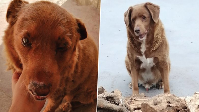 World Oldest Dog Died: கின்னஸ் சாதனை புத்தகத்தில் இடப்பெற்ற, உலகிலேயே மிகவும் வயதான நாய் மரணம்..!