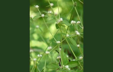 Benefits of Ponnanganni Keerai: கண் பிரச்சனை முதல் காசநோய் வரை.. பல உடல்நல பிரச்சனைகளுக்கு தீர்வாகும் பொன்னாங்கண்ணி கீரை: நன்மைகள் விபரம் இதோ.!