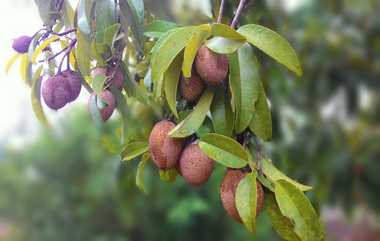 Sapodilla Fruit: பருவகால நோய்களில் இருந்து நம்மை பாதுகாக்கும் சப்போட்டா; நன்மைகள் குறித்த தகவல் இதோ.!