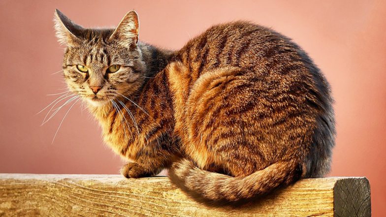 Cat Raped: வீட்டில் விளையாடிய பூனையை பலாத்காரம் செய்த 22 வயது இளைஞர்; அதிர்ச்சியை தரும் பகீர் சம்பவம்.!