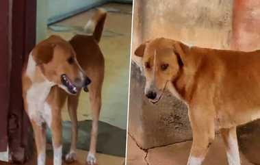 Dog Waiting 4 Months For Died Owner: உயிரிழந்த உரிமையாளருக்காக 4 மாதங்கள் பிணவறை முன் காத்திருக்கும் நாய்; கேரளாவில் நெகிழ்ச்சி சம்பவம்.!