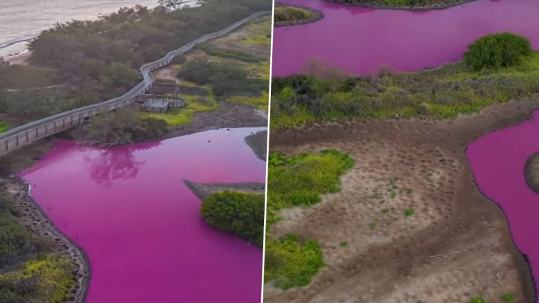 Hawaii Pond turned Pink: ஹலோ பாக்டீரியா அதிகரிப்பால், பிங்க் நிறத்தில் மாறிய குளம்: அதிசியம்போல பார்க்க குவியும் மக்கள்..!