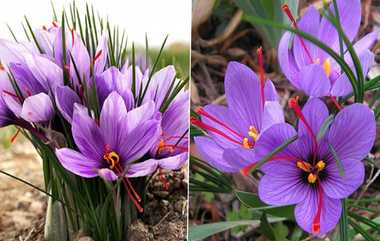 Saffron Benefits Tamil: உடலுக்கு பல்வேறு நன்மைகளை வாரிவழங்கும் குங்குமப்பூ: சரும பராமரிப்பு முதல் உடல்நலம் வரை.. விபரம் இதோ.!