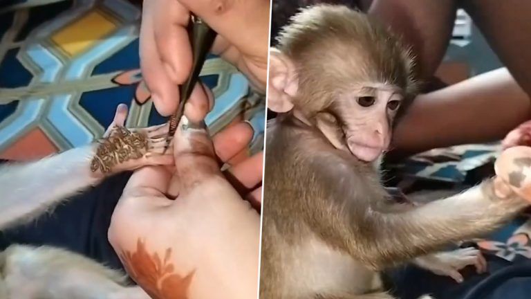 Monkey Wait to Put Henna: எவ்வுளவு பொறுமையா உட்கார்ந்து இருக்கார் பாருங்க.. அமைதியாக காத்திருந்து மெகந்தி வைக்கும் குரங்கு.!