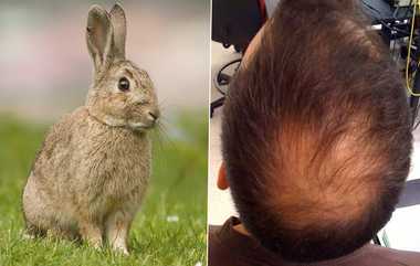 Hair Care Tips: முடி உதிர்கிறதா?.. அப்போ முயல் இரத்தத்தை தேய்த்துப் பாருங்கள்..!