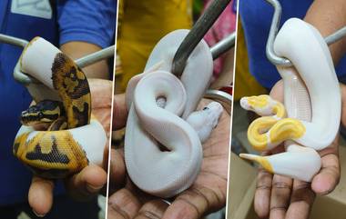 Snake Smuggling: பிஸ்கட், கேக் பெட்டிகளில் அடைத்து கொண்டு வரப்பட்ட பாம்புகள்; விமான நிலையத்தில் நடுநடுங்கிப்போன அதிகாரிகள்.!