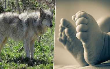 Hybrid Wolf Dog Pet Killed Baby: 3 வயது பச்சிளம் குழந்தை கடித்துக்குதறி கொலை செய்த நாய்: நரியின் கலப்பின செல்லப்பிராணியால் நடந்த சோகம்.!