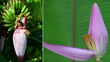 Banana Flower Benefits: வாழைப்பூ சாப்பிடுவதால் உடலுக்கு கிடைக்கும் நன்மைகள் என்னென்ன?.. அசத்தல் டிப்ஸ் இதோ.!