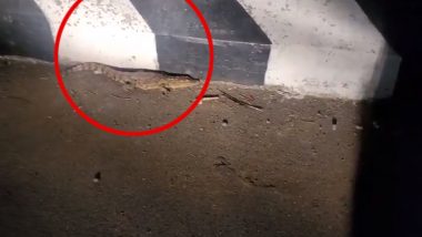 Crocodile Spotted On Road: மீண்டும் முதலை நடமாட்டம்... சென்னை மக்கள் பீதி..!