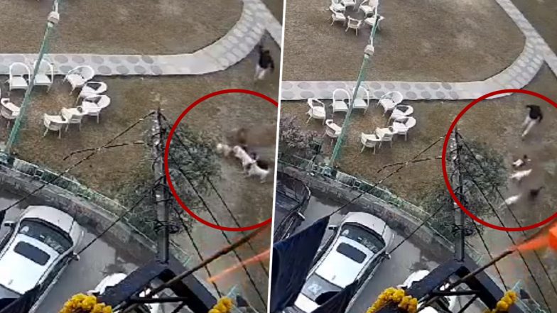 Dog Attacking 2 Year Old Video: பூங்காவில் விளையாடிய 2 வயது குழந்தையை கடித்து குதறிய 4 நாய்கள்; அதிர்ச்சி வீடியோ வைரல்.!