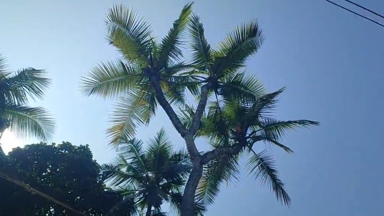 Miracle Coconut Tree: 3 கிளைகள் கொண்ட அதிசய தென்னை மரம்... வைரலாகும் அதிசய காட்சி..!