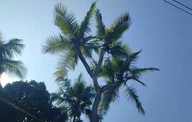 Miracle Coconut Tree: 3 கிளைகள் கொண்ட அதிசய தென்னை மரம்... வைரலாகும் அதிசய காட்சி..!