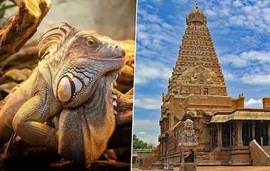 Lucky Lizard: தஞ்சை பெரியகோவிலில் குவியும் கூட்டம்... நினைத்ததை நிறைவேற்றும் பல்லி..!