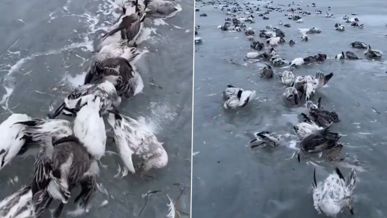 Birds Dies by Freezing: நொடியில் மாறிய சீதோஷ்ணநிலை; உறைகுளிரில் இருந்து தப்பிக்க வழியின்றி பறவைகள் கொத்துக்கொத்தாக மரணம்.!