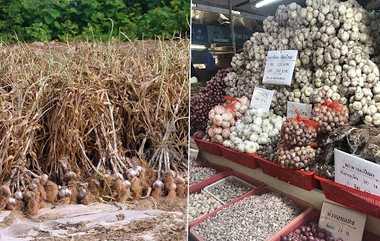 Garlic Price Hike: எகிறி அடிக்கும் பூண்டு விலை.. 1 கிலோ பூண்டு இவ்வளவு ரூபாயா?. மக்கள் பேரதிர்ச்சி..!