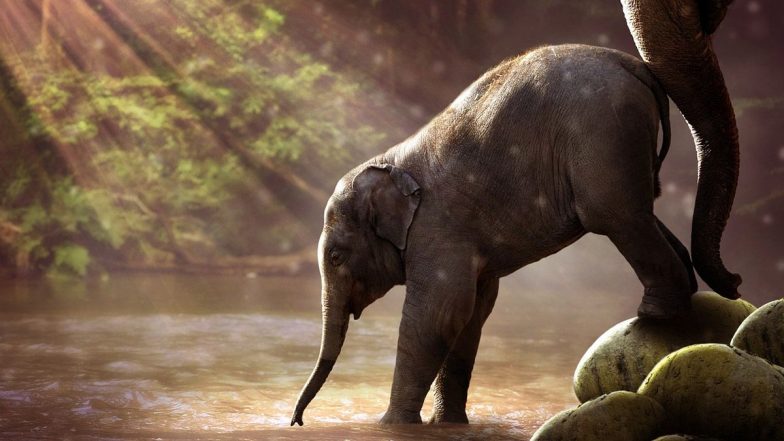 A Baby Elephant: தாயை பிரிந்த குட்டி யானை – முதுமலை காப்பகத்தில் பராமரிப்பு..!