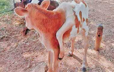 Calf Born With Six Legs: வினோதமாக பிறந்த கன்றுக்குட்டி – ஆச்சரியத்துடன் பார்க்கும் மக்கள்..!