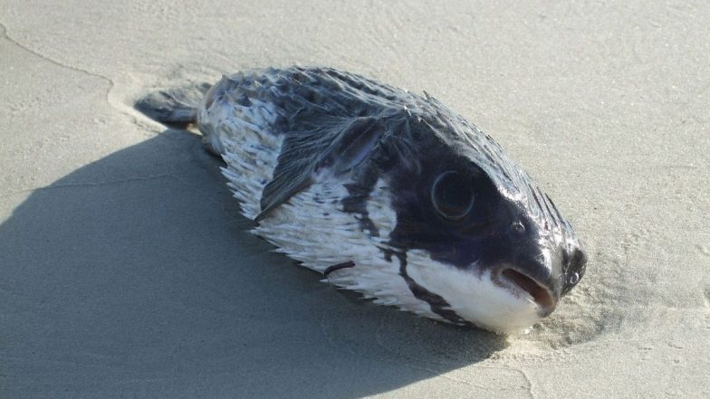 Poisonous Fish: தப்பி தவிர கூட இந்த மீன்களை சாப்பிடாதீங்க – மருத்துவர்கள் எச்சரிக்கை..!