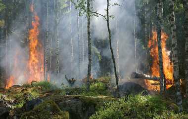 Forest Fire: வேகமாக பரவி வரும் காட்டுத் தீ – தீயணைப்பு வீரர்கள் தீவிரம்..!