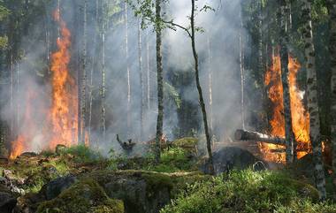 Forest Fire: வேகமாக பரவி வரும் காட்டுத் தீ – தீயணைப்பு வீரர்கள் தீவிரம்..!